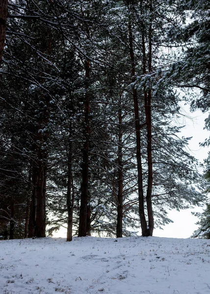 Sapins Couverts Neige Dans Forêt — Photo
