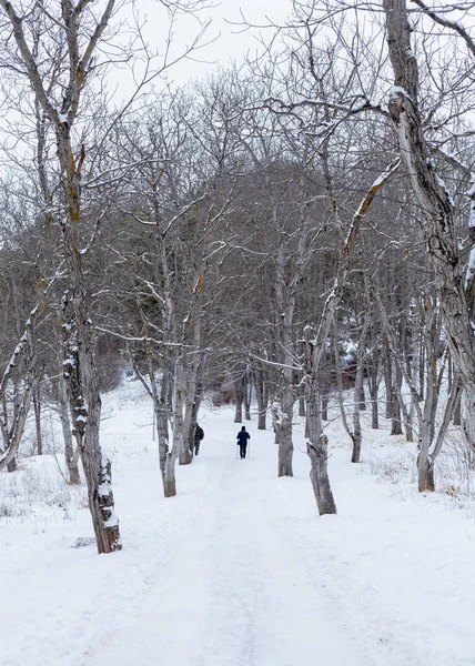 City Park Winter Snowy Weather — Photo