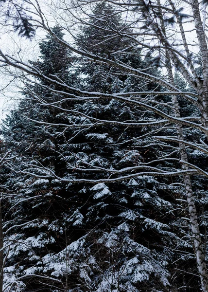 Arbres Noël Dans Parc Enneigé Hiver — Photo