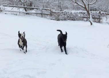 Labrador ve pitbull karlı havada birlikte yürüyorlar.