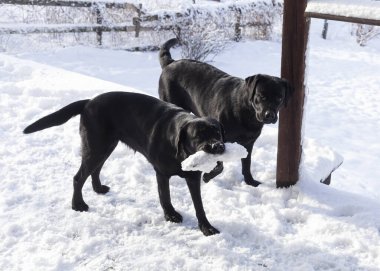 İki siyah labrador kışın karda oynarlar.