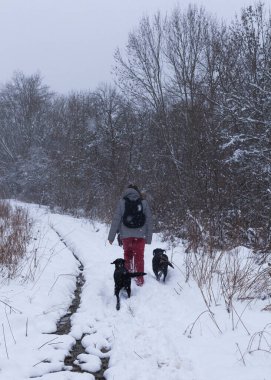 Ormanda köpeklerle yürüyen bir adam.