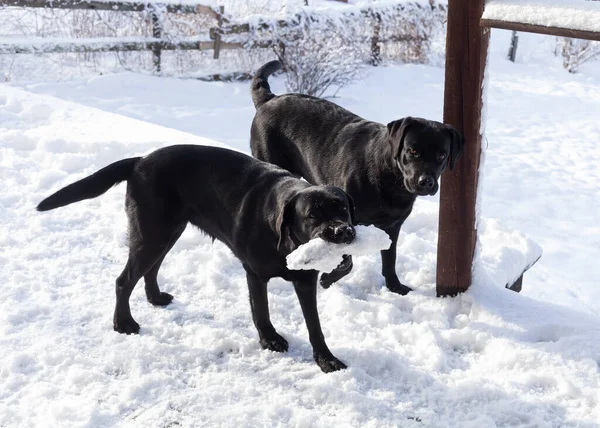 İki siyah labrador kışın karda oynarlar.