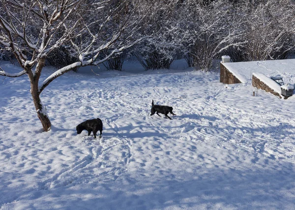 Labrador Pit Bull Marchent Ensemble Par Temps Neigeux — Photo