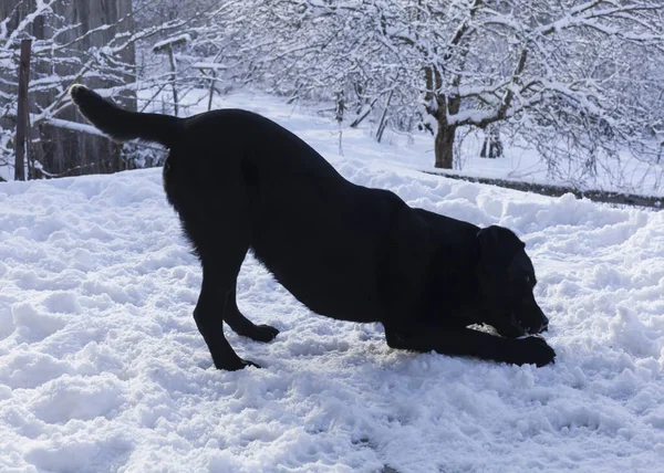 Labrador Preto Joga Inverno Neve — Fotografia de Stock