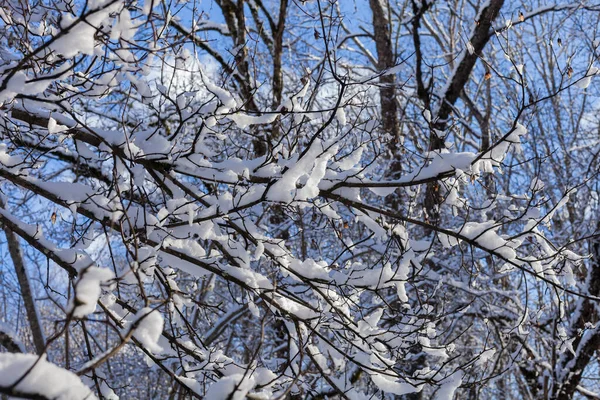 Neige Couchée Sur Les Branches Des Arbres Par Temps Ensoleillé — Photo