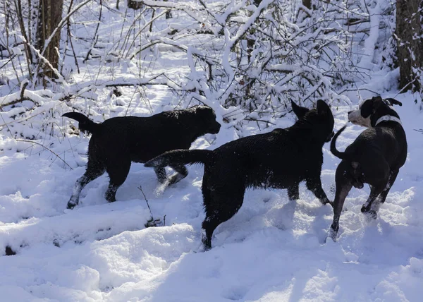 三只黑狗在雪中奔跑 — 图库照片