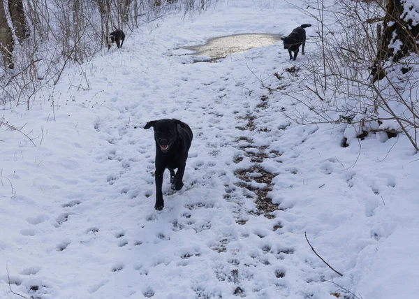 Hunde Spielen Wald — Stockfoto