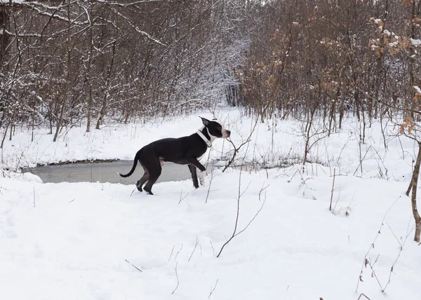 Pitbull Štěně Chůze Zasněženém Lese — Stock fotografie