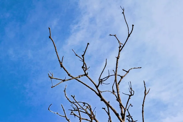 Les branches sèches d'un arbre mort contre le ciel bleu. — Photo
