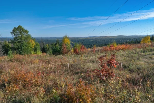 Herfst landschap jonge bomen in de herfst kleuren op een zonnige dag. — Stockfoto