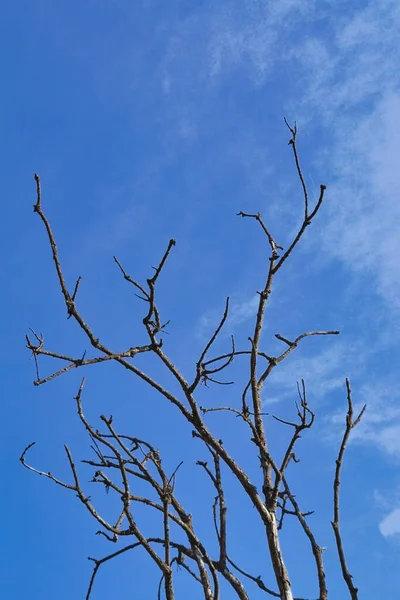 Mavi gökyüzüne karşı kurumuş bir ağacın dalları.