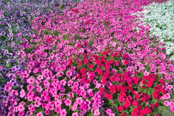 Петуния растение с цветами сирени. Крупный план цветы Петунии. Цветы красной петунии в саду. — стоковое фото
