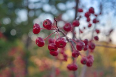 Daldaki yabani elma ağacının meyveleri. Kırmızı elmalı şube.