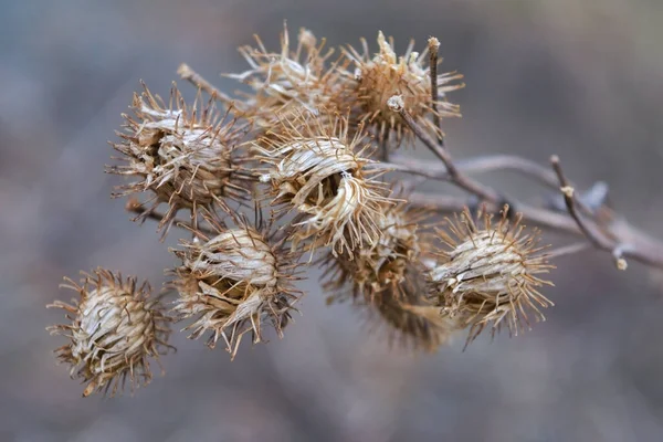 Fiori di cardo secco con foglie spinose, primo piano.Pianta decorativa dalla natura. Luminoso sfondo sfocato. — Foto Stock