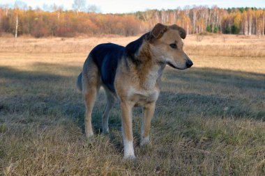 Sonbahar çayırında yürüyen sevimli büyük siyah melez köpeğin Yakın Çekim Portresi.