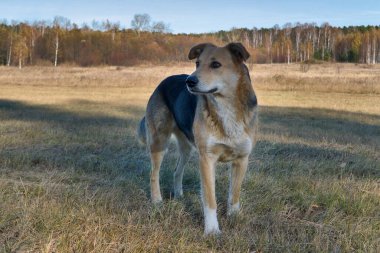 Sonbahar çayırında yürüyen sevimli büyük siyah melez köpeğin Yakın Çekim Portresi.