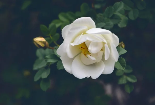 Biała Głowa Kwiatu Róży Tle Zielonych Liści Piękne Miękkie Świeże — Zdjęcie stockowe