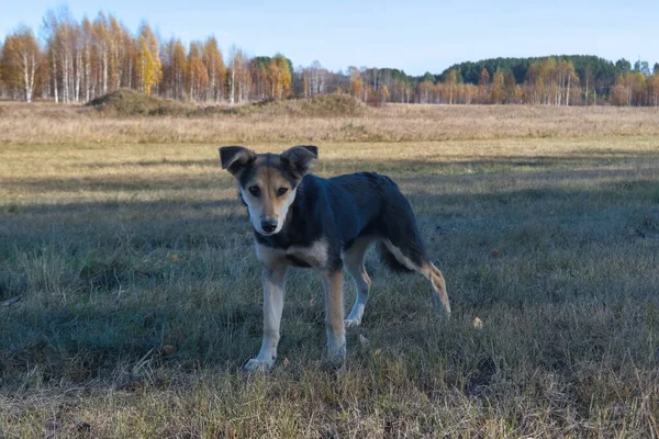 Крупним Планом Портрет Милої Великої Чорної Монгольської Собаки Йде Осінньому — стокове фото
