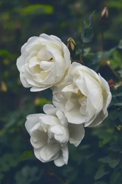 白色的玫瑰头戴绿色叶子的背景 美丽的淡淡的白玫瑰近旁 — 图库照片