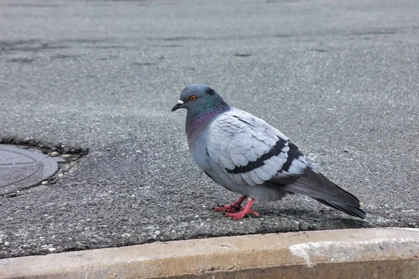 Piccione Piedi Sul Marciapiede Uccello Selvatico Uno Sfondo Asfaltato Grigio — Foto Stock