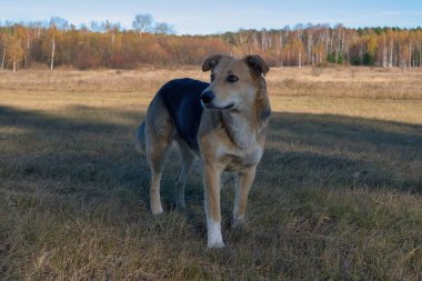 Sonbahar çayırında yürüyen sevimli büyük siyah melez köpeğin Yakın Çekim Portresi.