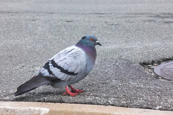 鸽子站在人行道上 城市里灰色无花果树背景上的野鸟 — 图库照片