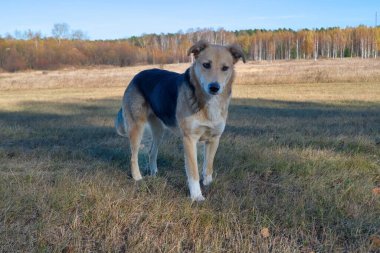 Sonbahar çayırında yürüyen sevimli büyük siyah melez köpeğin Yakın Çekim Portresi.
