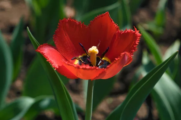 Beautiful Red Tulips Red Tulip Blurred Background Red Tulip Green — Stock Photo, Image