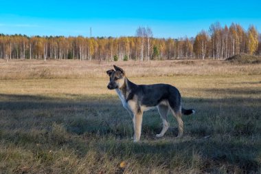 Sonbahar çayırında yürüyen sevimli büyük siyah melez köpeğin Yakın Çekim Portresi.