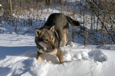 Beyaz kar altında duran genç bir köpeğin portresi..