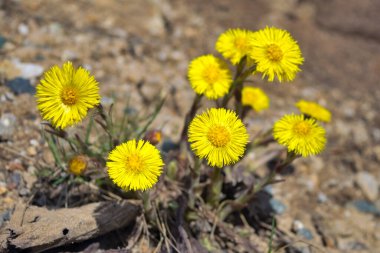 İlkbahar çalılıklarında açarlar. Güzel sarı yaka çiçeği. Tussilago farfara.