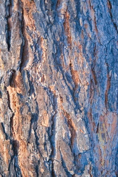 Çam Ağacının Kabuğunun Doğal Yapısı Çok Detaylı Ağaç Kabuğu Dokusu — Stok fotoğraf