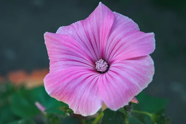 Bahçede Çok Güzel Gülgülgüller Açıyor Keskin Bulanık Arkaplanlı Pembe Çiçek — Stok fotoğraf