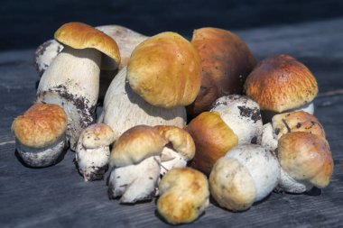 Ormandaki yenilebilir mantarlar kapanıyor. Tahta arka planda yeni toplanmış boletus. Boletus Edulis 'i Tahta Arkaplan ve kırsal masa üzerinden geçiyor.