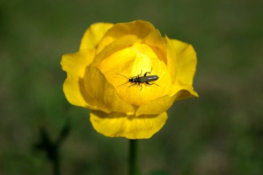 Bulanık bir arkaplanda Asyalı Globeflower Trollius asiaticus 'un turuncu çiçekleri. Seçici odak.