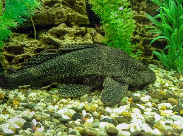 Tropische Fische Einem Großen Aquarium Natürliches Aquarium Das Tropisches Biotop — Stockfoto