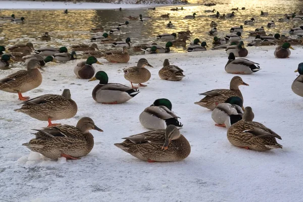 Una Bandada Patos Salvajes Lago Muchos Patos Salvajes Nadan Lago — Foto de Stock