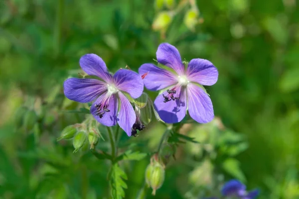 Blue Geraniums Flower Summer Sunlight Forest Geranium Geranium Sylvaticum Flower — 스톡 사진