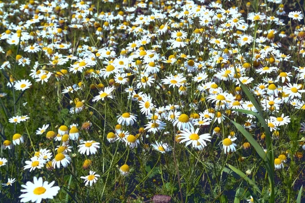 Close up of Matricaria camomilla flowers, vulgarmente conhecido como camomila, camomila selvagem ou maconha perfumada uma família de Asteraceae. Matricaria camomilla no prado de flores silvestres . — Fotografia de Stock