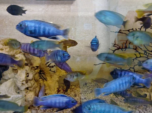 Tropische Fische Einem Großen Aquarium Natürliches Aquarium Das Tropisches Biotop — Stockfoto