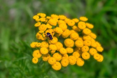 Yaz mevsiminde Tansy Tanasetum vulgare 'nin sarı çiçekleri üzerinde Sirphidae familyasından Myathropa florea cinsinden izole edilmiş bir uçan sineğin Macro fotoğrafı..