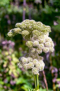 Çiçekler ve tomurcuklar Sibirya Hogweed, Heracleum sibiricum, makro, seçici odak.