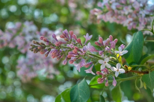 Blossoming Purple Lilacs Blooming Lilac Bush Tender Tiny Flowers Spring — Stock Photo, Image