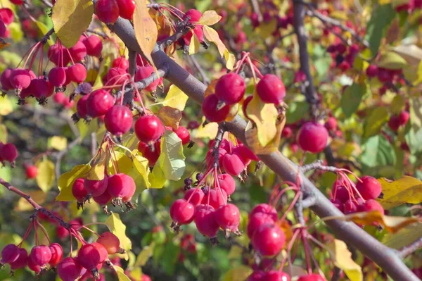 Frukter Ett Vilt Äppelträd Gren Närbild Filial Med Röda Äpplen — Stockfoto