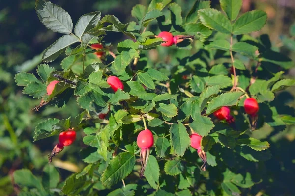 犬バラの果実のクローズアップ 犬は果物を育てた ローザ カニーナ 自然の中で野生のバラ — ストック写真