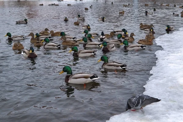 Flock Wild Ducks Water Flock Wild Ducks River Winter City — Stock Photo, Image