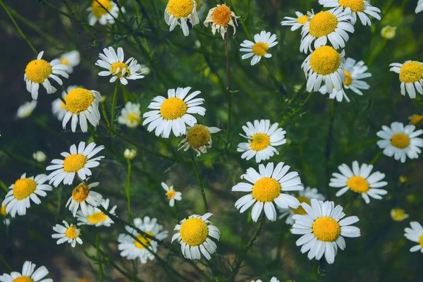 Närbild Matricaria Chamomilla Blommor Allmänt Känd Som Kamomill Vild Kamomill — Stockfoto