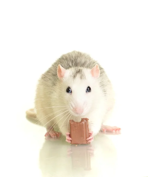 Rat — Stockfoto