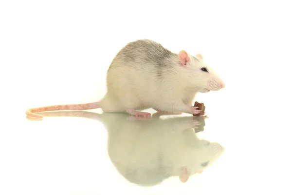 Rat — Stockfoto